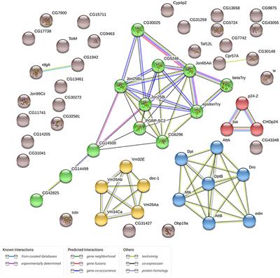 The Neuronal Overexpression of Gclc in Drosophila melanogaster Induces Life Extension With Longevity-Associated Transcriptomic Changes in the Thorax